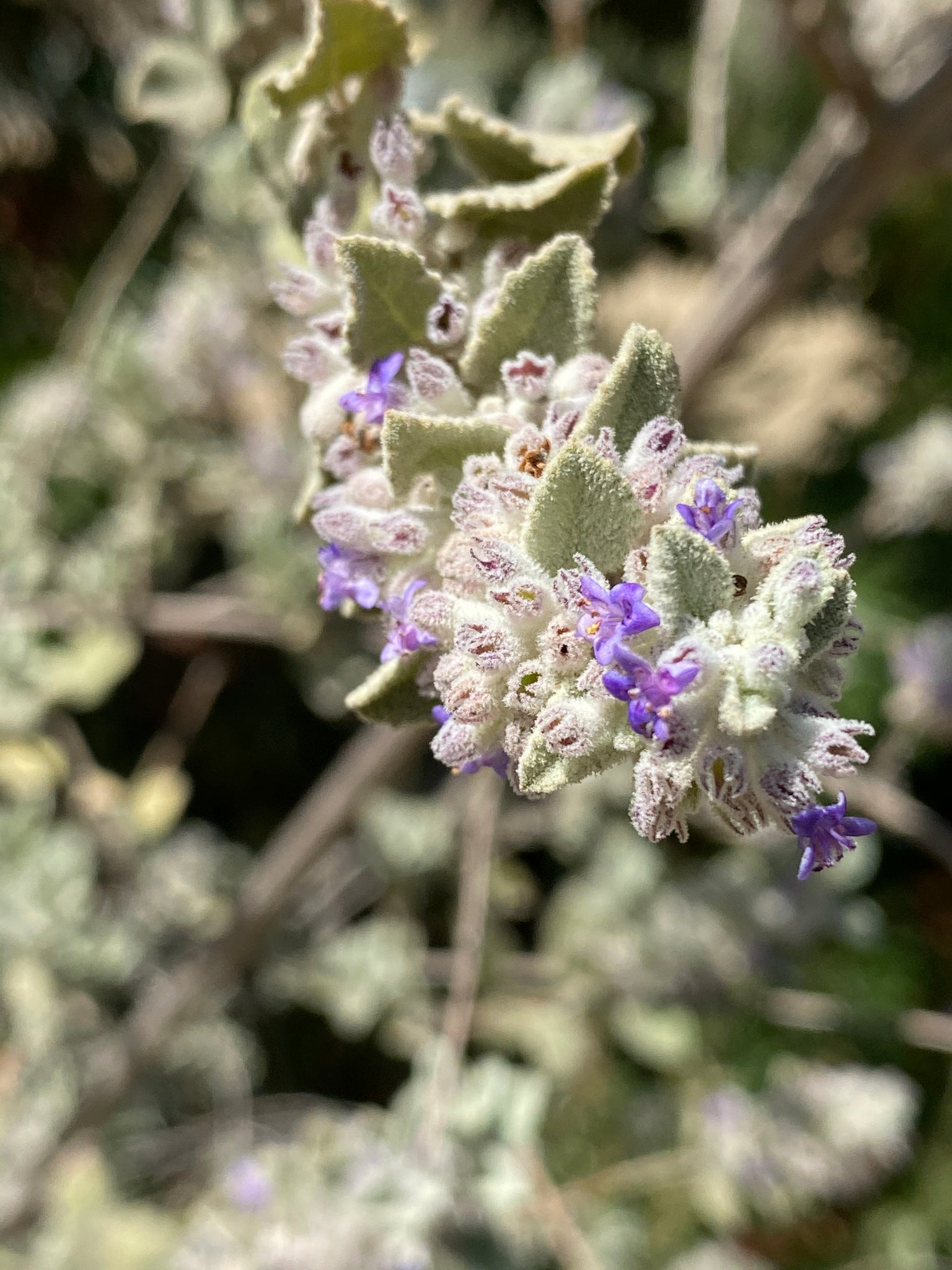 desert lavender plant Condea emoryi Desert Lavender ( Hyptis ) – Neel's Nursery