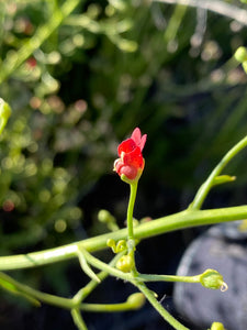 Scrophularia californica Bee Plant