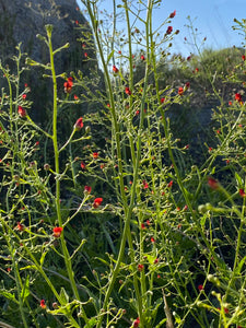 Scrophularia californica Bee Plant