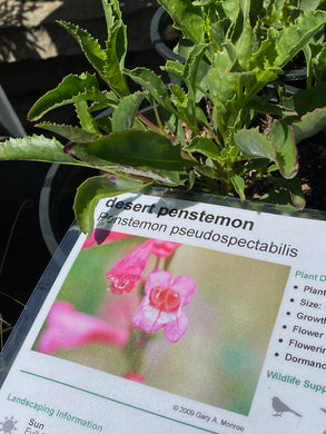 Penstemon pseudospectabilis Desert Penstemon