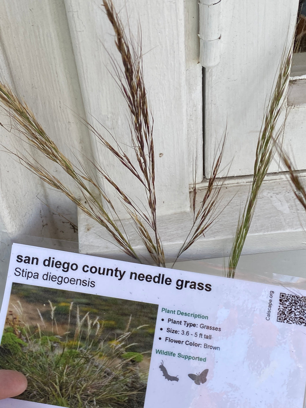Stipa diegoensis San Diego County Needle Grass