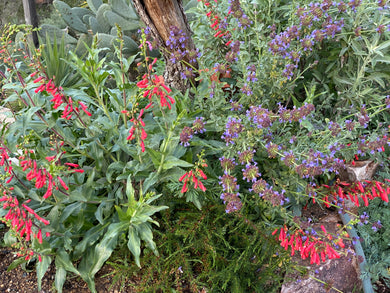 Penstemon eatonii Firecracker Penstemon