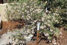 Load image into Gallery viewer, Eriogonum arborescens Santa Cruz Island Buckwheat