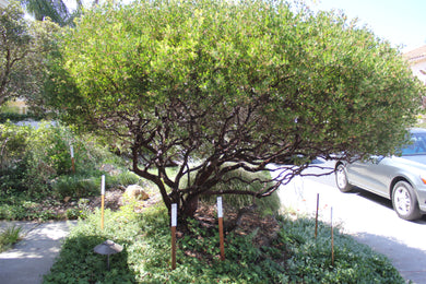 Arctostaphylos densiflora 'Howard Mcminn' Howard Mcminn Manzanita