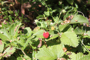 Fragaria vesca Woodland Strawberry (californica)