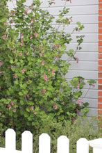 Load image into Gallery viewer, Ribes sanguineum Red Flowering Currant