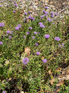 Monardella odoratissima Mountain Coyote Mint