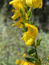 Load image into Gallery viewer, Keckiella antirrhinoides Yellow Bush Penstemon