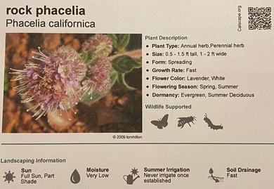 Phacelia californica Rock Phacelia