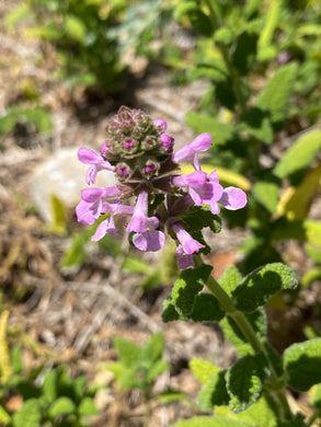 Stachys bullata California Hedgenettle