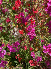 Load image into Gallery viewer, Clarkia unguiculata Elegant Clarkia