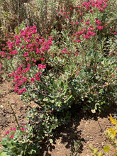 Load image into Gallery viewer, Eriogonum grande var. rubescens Red-flowered Buckwheat