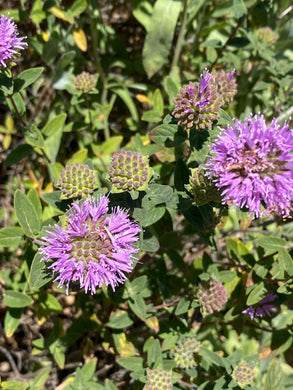 Monardella villosa Coyote Mint &  'Russian River'