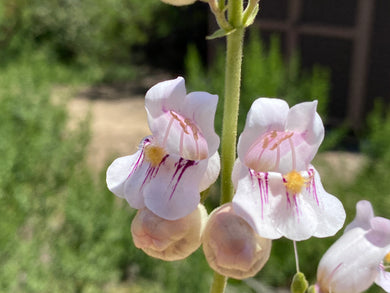 Penstemon palmeri Palmer's Penstemon