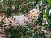 Load image into Gallery viewer, Aesculus californica California Buckeye