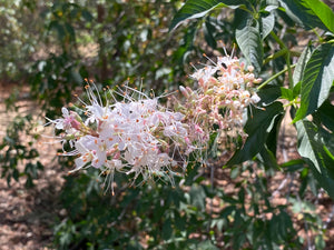 Aesculus californica California Buckeye