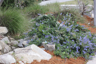 Ceanothus thyrsiflorus var. griseus 'Yankee Point' Yankee Point Carmel Ceanothus & 'Kurt Zadnik'