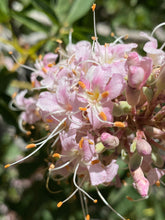 Load image into Gallery viewer, Aesculus californica California Buckeye