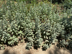 Artemisia douglasiana Douglas' Sagewort California Mugwort