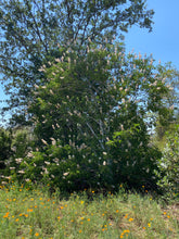 Load image into Gallery viewer, Aesculus californica California Buckeye