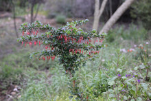 Load image into Gallery viewer, Ribes speciosum Fuchsiaflower Gooseberry