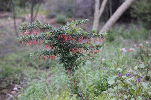 Ribes speciosum Fuchsiaflower Gooseberry Fuchsia flower