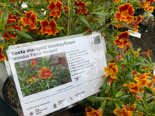 Load image into Gallery viewer, Mimulus &#39;Fiesta Marigold&#39; Monkeyflower &amp; other Jelly Bean Hybrids Orange Red