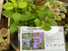Load image into Gallery viewer, Stachys bullata California Hedgenettle