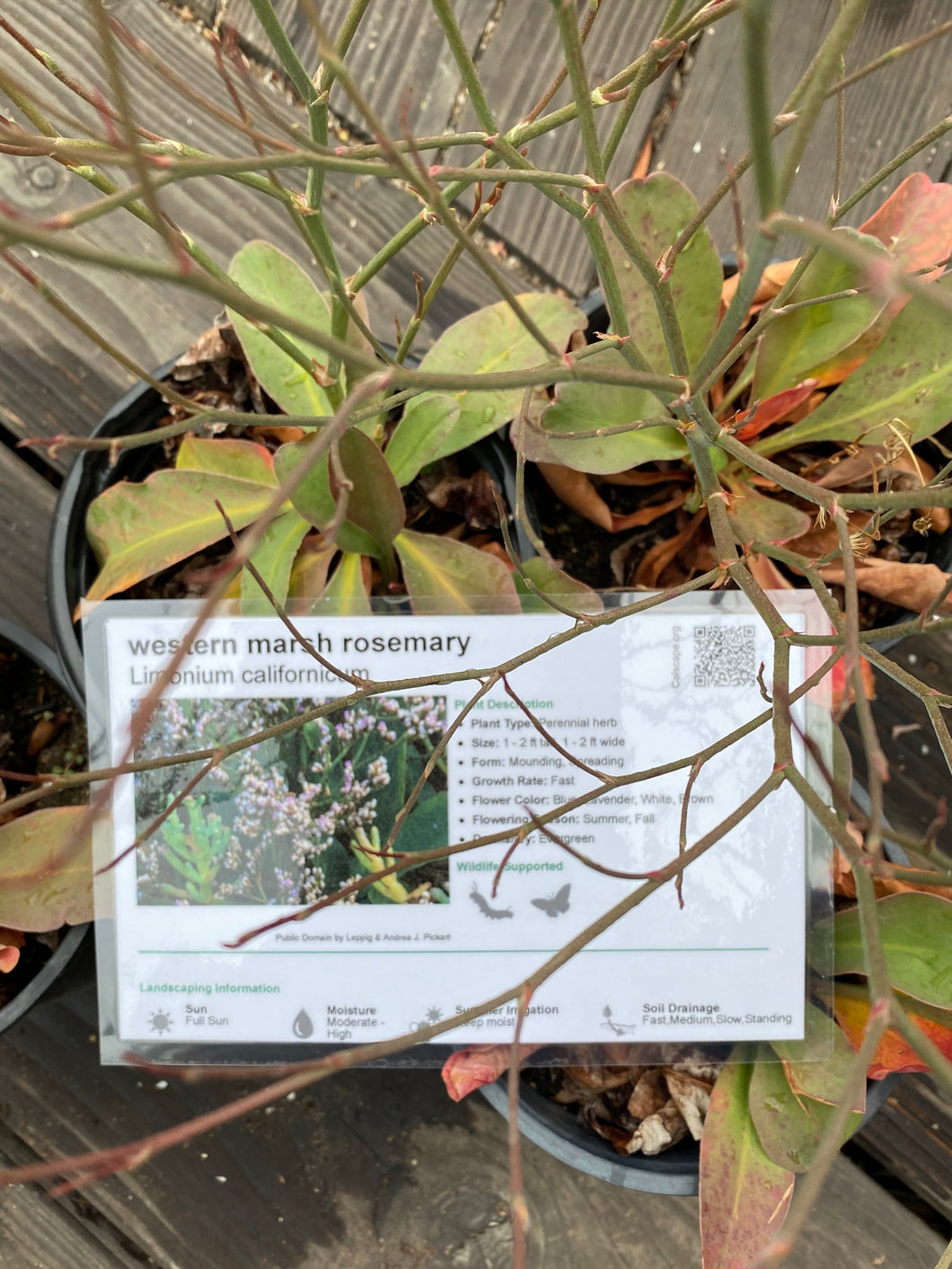 Limonium californicum Western Marsh Rosemary