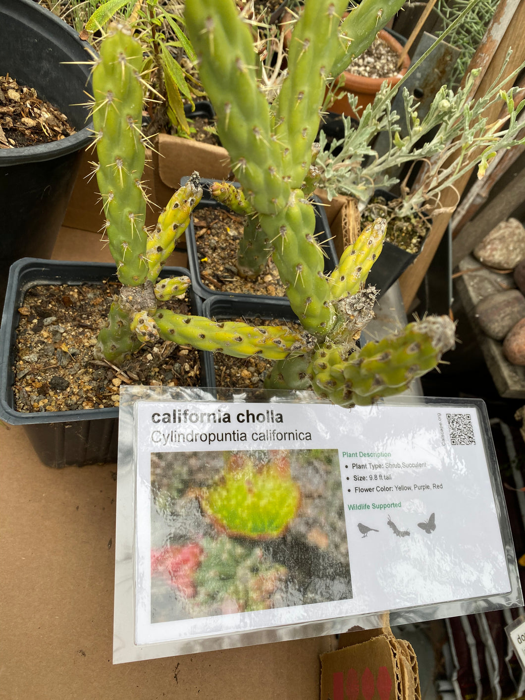 Cylindropuntia californica California Cholla