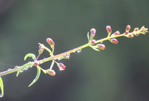 Scrophularia californica Bee Plant