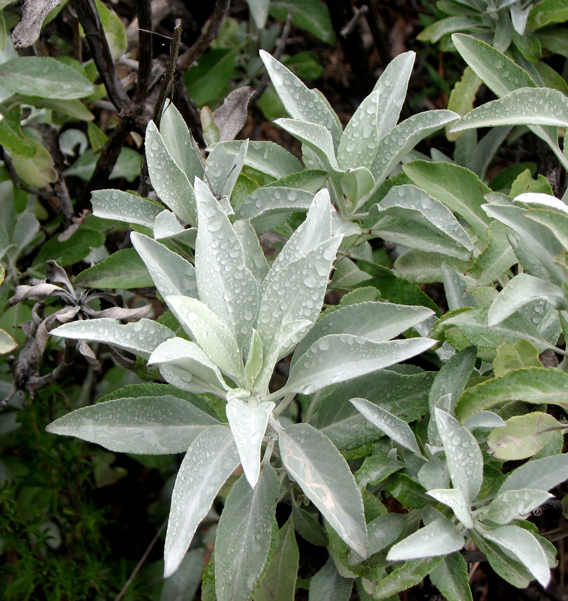 Salvia apiana White Sage & Selections – Neel's Nursery