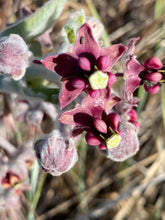Load image into Gallery viewer, Asclepias californica California Milkweed