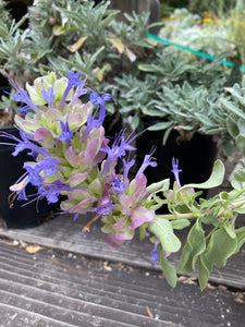 Salvia pachyphylla Blue Sage