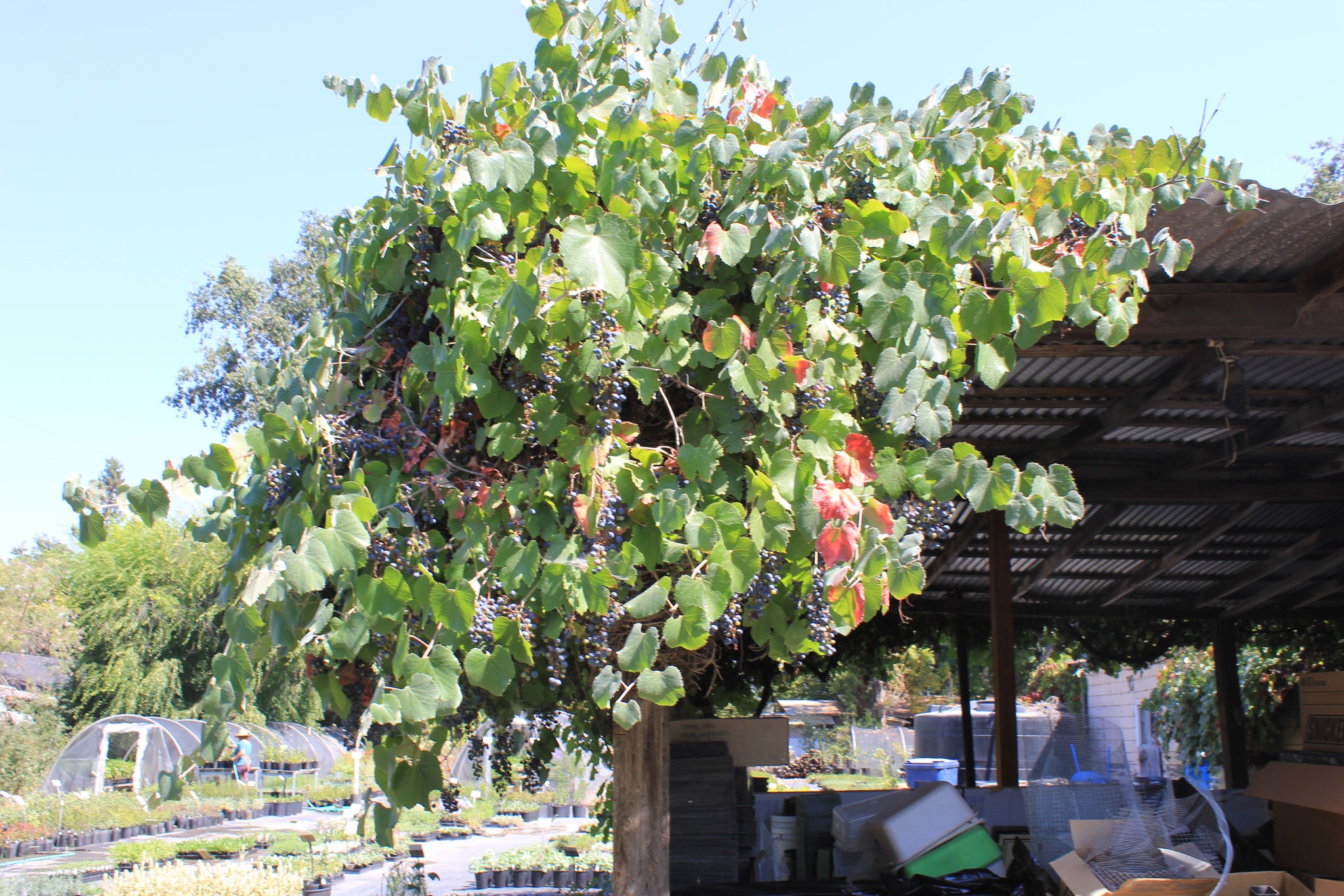 Buy Online Vanessa Red Grape Vine With Sweet, Seedless Type Of Fruit. –  Maya Gardens, Inc.