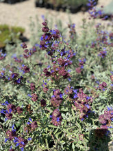 Load image into Gallery viewer, Salvia &#39;Celestial Blue&#39; Celestial Blue Sage