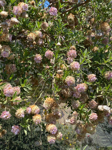 Burroughsia fastigiata Baja Tree Verbena