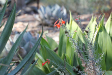 Load image into Gallery viewer, Epilobium canum California Fuchsia &amp; Selections ( Zauschneria )