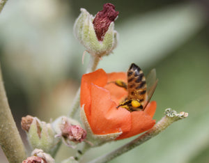 Sphaeralcea ambigua Apricot Mallow & Selections