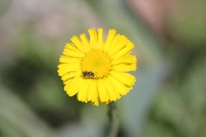 Baileya multiradiata Wild Marigold