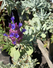 Load image into Gallery viewer, Salvia pachyphylla Blue Sage