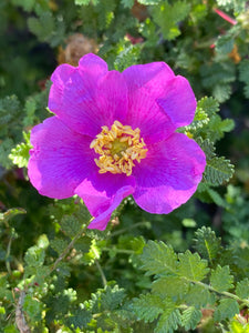 Rosa minutifolia Small Leaved Rose (ONE per order)