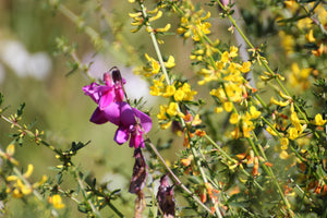 Acmispon glaber Deerweed ( Lotus scoparius )
