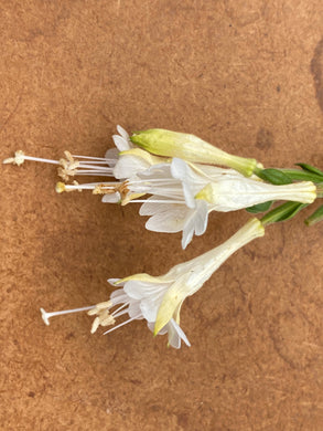 Epilobium 'White' White California Fuchsia