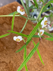 Euphorbia xanti Baja Spurge