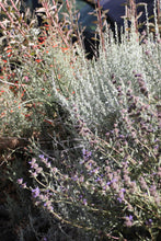 Load image into Gallery viewer, Epilobium &#39;Catalina&#39; Catalina Fuchsia