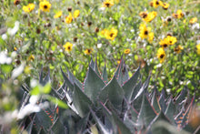 Load image into Gallery viewer, Agave shawii Coastal Agave
