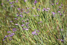 Load image into Gallery viewer, Sisyrinchium bellum Blue Eyed Grass
