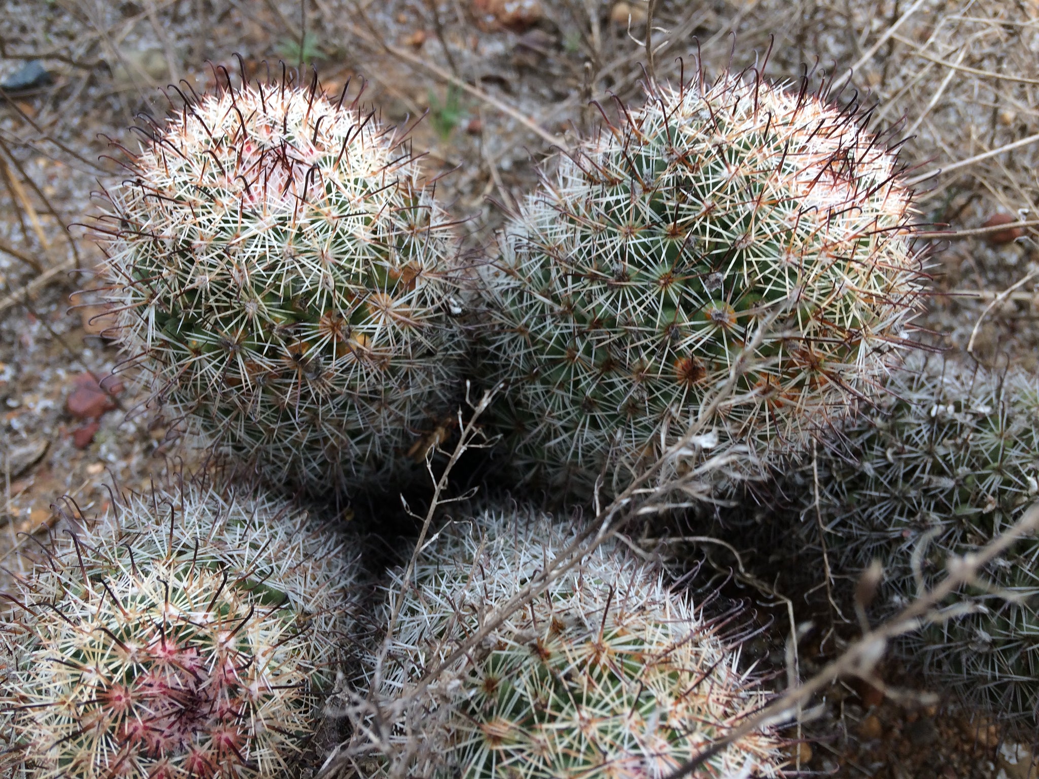 Mammillaria dioica Fish Hook Cactus – Neel's Nursery