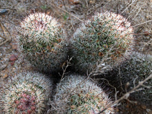 Load image into Gallery viewer, Mammillaria dioica Fish Hook Cactus
